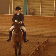 Welsh Pony (sec B) Jasmin<b-pony.