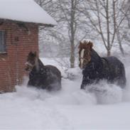 Welsh Pony (sec B) Jasmin<b-pony.