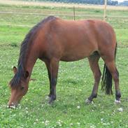 Welsh Pony (sec B) Jasmin<b-pony.