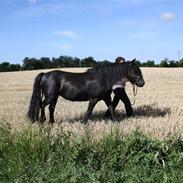 Fell pony Henriett