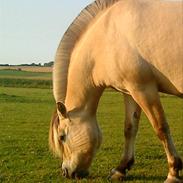 Fjordhest Ami Romeo