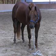 Quarter The jac is back