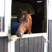 Quarter The jac is back