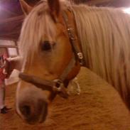 Haflinger Star