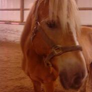 Haflinger Star