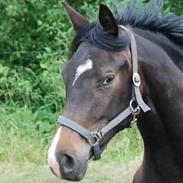 Dansk Varmblod Langhoffs Miss sarah Lee