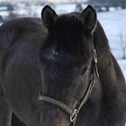 Dansk Varmblod Sweet Grace Sortebjerg