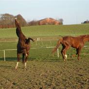 Anden særlig race Liva