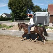 Anden særlig race Liva