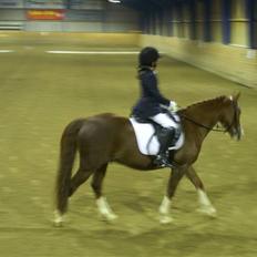 Welsh Pony (sec B) Anri Monet:)