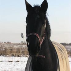 Trakehner Fariy's Nice Surprice † R.I.P †