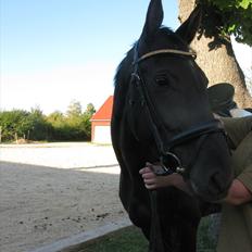 Trakehner Fariy's Nice Surprice † R.I.P †