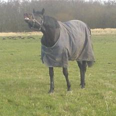 Trakehner R.I.P Lacroix