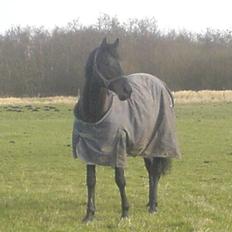 Trakehner R.I.P Lacroix