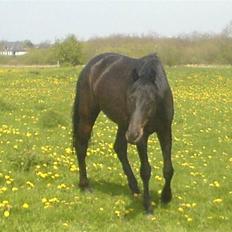 Trakehner R.I.P Lacroix