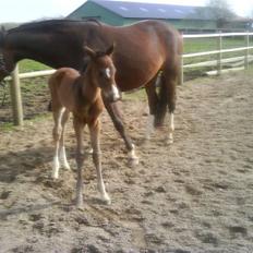 Dansk Varmblod Lucky Star AS  *Solgt*