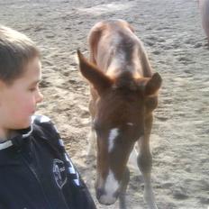 Dansk Varmblod Lucky Star AS  *Solgt*