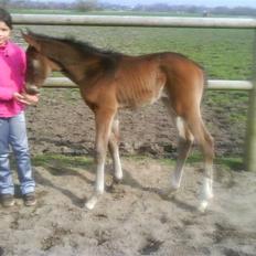 Dansk Varmblod Lucky Star AS  *Solgt*