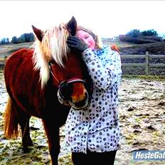 Islænder Fjóla fra freersvang 