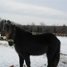 Islænder Baldur fra Kastanjely