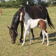 Pinto Million Dollar Baby*tidl. hest*