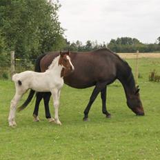 Pinto Million Dollar Baby*tidl. hest*