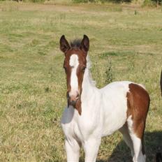 Pinto Million Dollar Baby*tidl. hest*