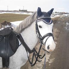 Welsh Pony (sec B) Mr. Caymann