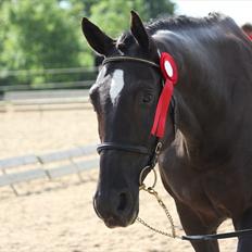 Dansk Varmblod Medina