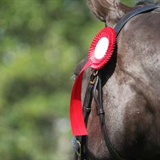 Dansk Varmblod Medina