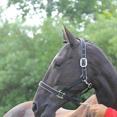 Dansk Varmblod Medina