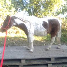 Shetlænder sik R.I.P
