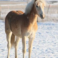 Tyroler Haflinger Soranya