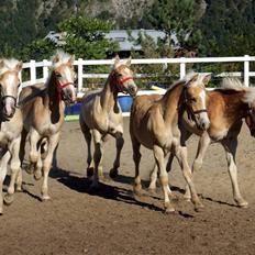 Tyroler Haflinger Soranya