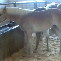 Tyroler Haflinger Soranya