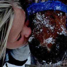 Pinto Enghavens Storm - solgt:(