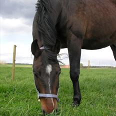 Dansk Varmblod »Gorm« 