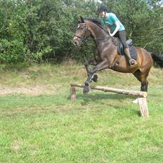 Dansk Varmblod »Gorm« 