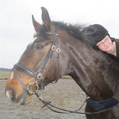 Dansk Varmblod »Gorm« 