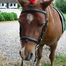 Anden særlig race Palle