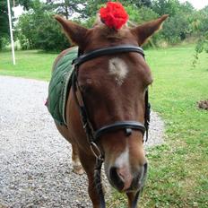 Anden særlig race Palle