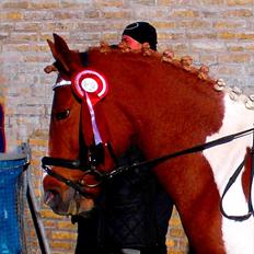 Anden særlig race Painted Beauty SOLGT