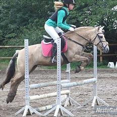 Fjordhest Columbine Bøgely