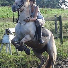 Fjordhest Columbine Bøgely