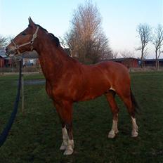 Anden særlig race No Chance Kronborg