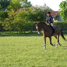 Anden særlig race No Chance Kronborg