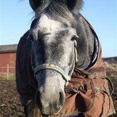 Anden særlig race Labri <3