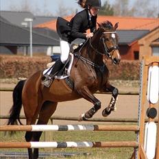 Dansk Varmblod Nørremøllehøj´s Luna (Solgt til norge)