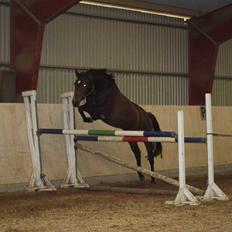 Dansk Varmblod Nørremøllehøj´s Luna (Solgt til norge)
