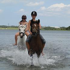 Hollandsk Sportspony Nørremarks Katinka